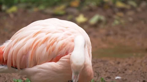 Flamingo standing calmly while observing surroundings. Pink bird showcasing Stock Footage 301998156
