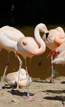Flamingo standing Stock Photos