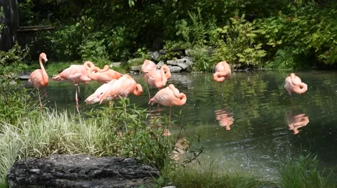 Flamingo standing in the pond Stock Footage 42855914