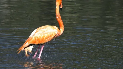 Flamingo standing up in a pond Stock Footage 117538196