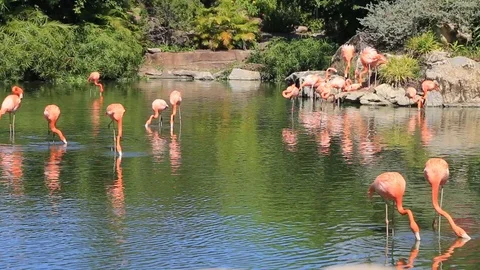 Flamingo standing in water with reflection. An excellent illustration. Stock Footage 124581143