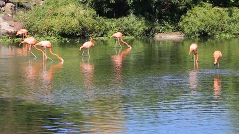 Flamingo standing in water with reflection. An excellent illustration. Stock Footage 124581266