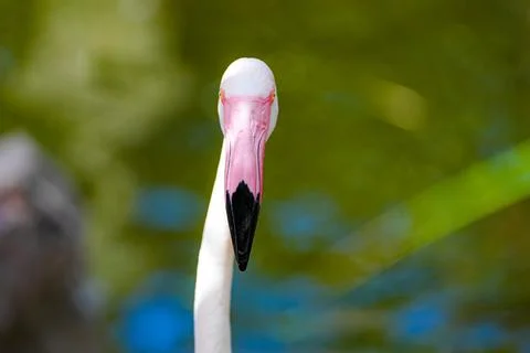 Flamingo stares directly into the camera. Stock Photos