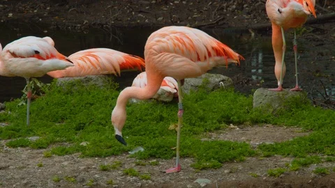 Flamingo staring at ground Stock Footage 114357757