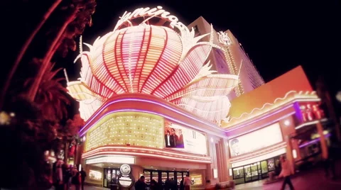 Flamingo static Stock Footage 1043314