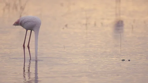 Flamingo stepping lake's bottom Stock Footage 33540048