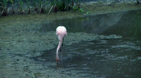 Flamingo straight on Stock Footage 758157