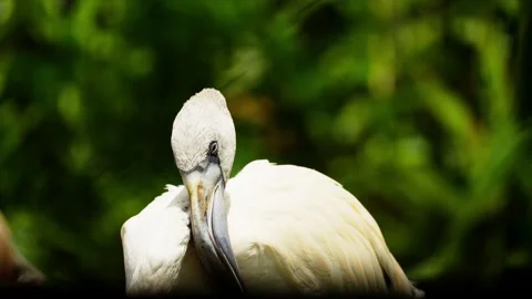 Flamingo Sunbathing Under Warm Sunlight Stock Footage 328485879