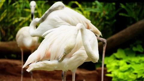 Flamingo Sunbathing Under Warm Sunlight Stock Footage 328485988