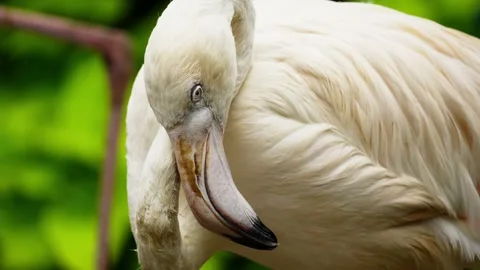 Flamingo Sunbathing Under Warm Sunlight Stock Footage 328485989