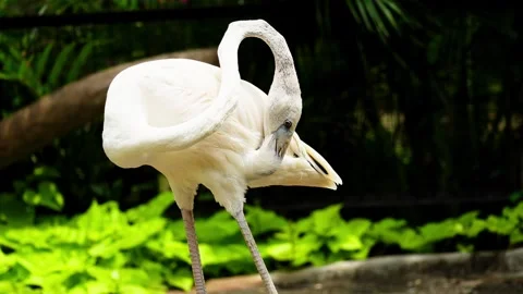 Flamingo Sunbathing Under Warm Sunlight Stock Footage 328485993