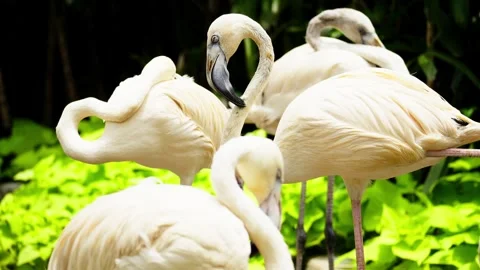 Flamingo Sunbathing Under Warm Sunlight Stock Footage 328486001