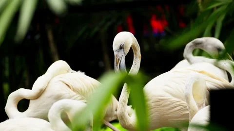 Flamingo Sunbathing Under Warm Sunlight Stock Footage 328486043