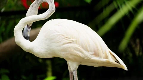 Flamingo Sunbathing Under Warm Sunlight Stock Footage 328486049