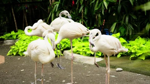 Flamingo Sunbathing Under Warm Sunlight Stock Footage 328486280