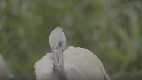 Flamingo Sunbathing Under Warm Sunlight S log 3 10bit 422 Stock Footage 328488853