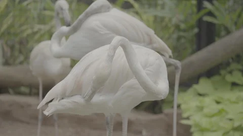 Flamingo Sunbathing Under Warm Sunlight S log 3 10bit 422 Stock Footage 328488871