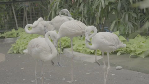 Flamingo Sunbathing Under Warm Sunlight S log 3 10bit 422 Stock Footage 328489004