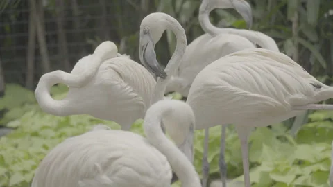 Flamingo Sunbathing Under Warm Sunlight S log 3 10bit 422 Stock Footage 328489035