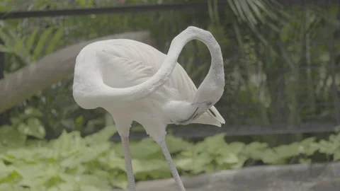 Flamingo Sunbathing Under Warm Sunlight S log 3 10bit 422 Video stock 328489267