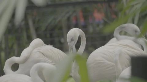 Flamingo Sunbathing Under Warm Sunlight S log 3 10bit 422 Stock Footage 328489391
