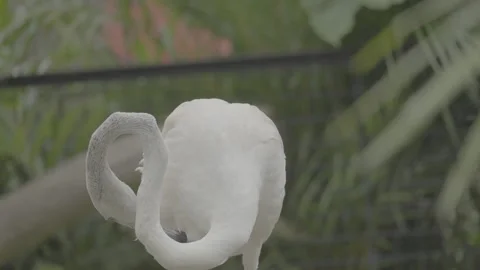 Flamingo Sunbathing Under Warm Sunlight S log 3 10bit 422 Stock Footage 328492903