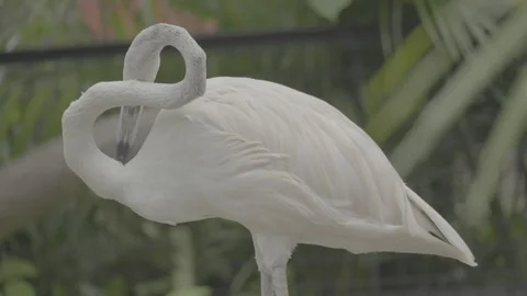 Flamingo Sunbathing Under Warm Sunlight S log 3 10bit 422 Stock Footage 328493190