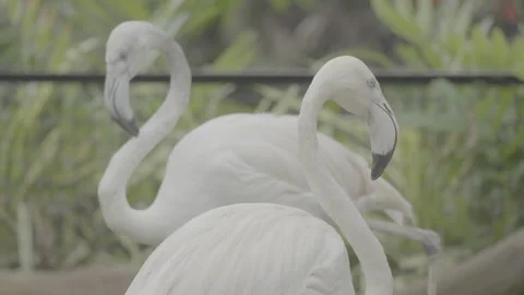 Flamingo Sunbathing Under Warm Sunlight S log 3 10bit 422 Stock Footage 328501408