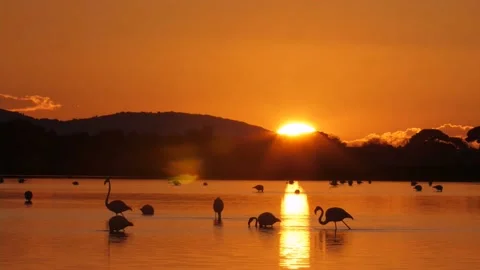 The flamingo in the sunset Video stock 202627534
