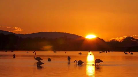 The flamingo in the sunset. Stock Photos