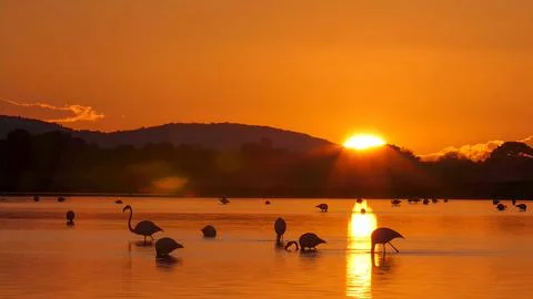 The flamingo in the sunset. Stock Photos