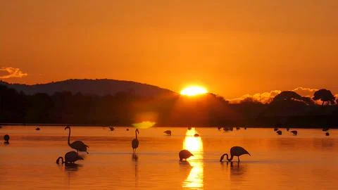 The flamingo in the sunset. Stock Photos