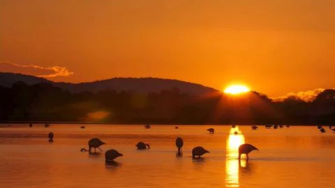 The flamingo in the sunset. Stock Photos