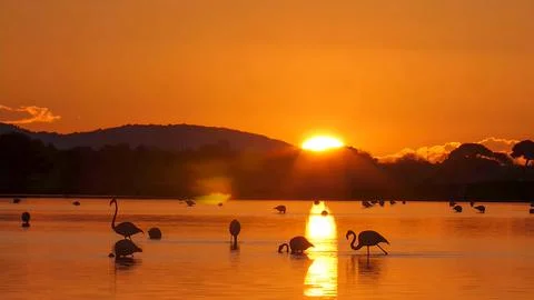 The flamingo in the sunset. Stock Photos