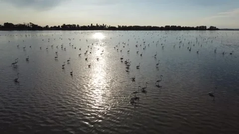 Flamingo, sunset, Valli di Comacchio, Italy Stock Footage 278507205