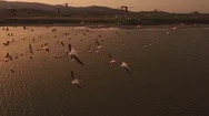 Flamingo Swarm - Drone Fly Through Stock Footage