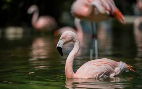Flamingo swimming in the pool Stock Photos