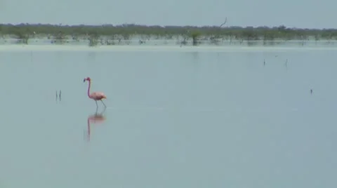 Flamingo take off Stock Footage 10720438