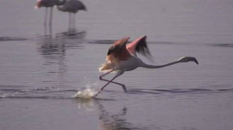 Flamingo takes off from lake Stock Footage