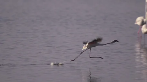 Flamingo takes off from lake Stock Footage 33537193