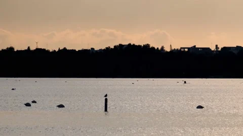 Flamingo taking off as others wade in Larnaca Salt Water Lake, Cyprus. Stock Footage 169475884