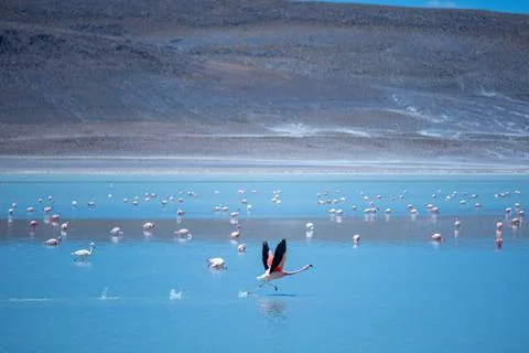 Flamingo taking off. Stock Photos