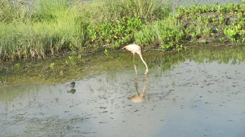 Flamingo three birds Stock Footage 769436