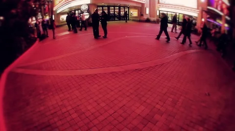 Flamingo tilt Stock Footage 1043293