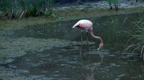 Flamingo tracking Stock Footage 758196