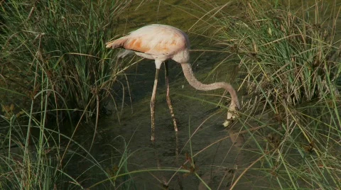 Flamingo tracking skimming Stock Footage 769443