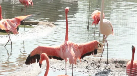Flamingo try to fly Stock Footage 25899667