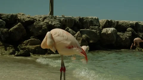 Flamingo Wading in Aruba Shorebreak Stock Footage 283583073