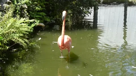 Flamingo wading Stock Footage 12021248