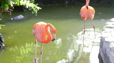 A flamingo walking around in water picking and cleaning itself Vídeo Stock 62201082